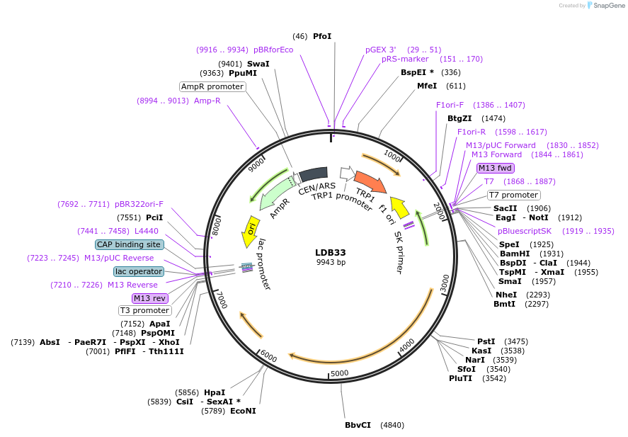 185430-plasmid-map-sequence-id-367484