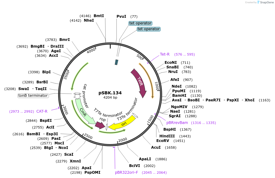 187219-plasmid-map-sequence-id-367486