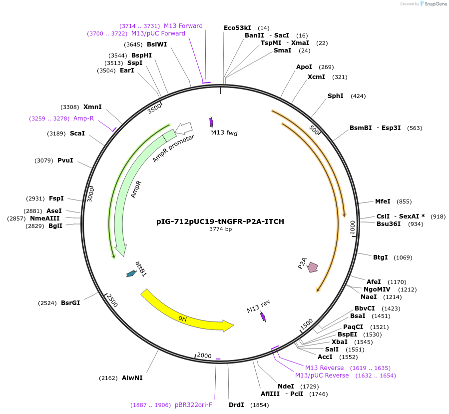 186085-plasmid-map-sequence-id-367501