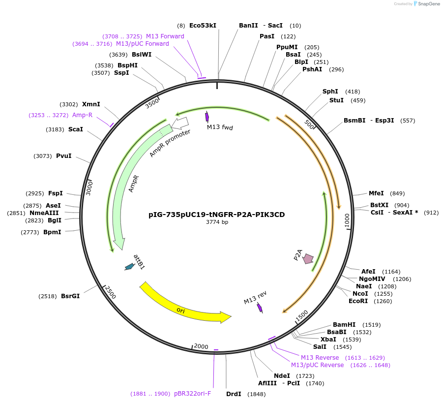 186087-plasmid-map-sequence-id-367515