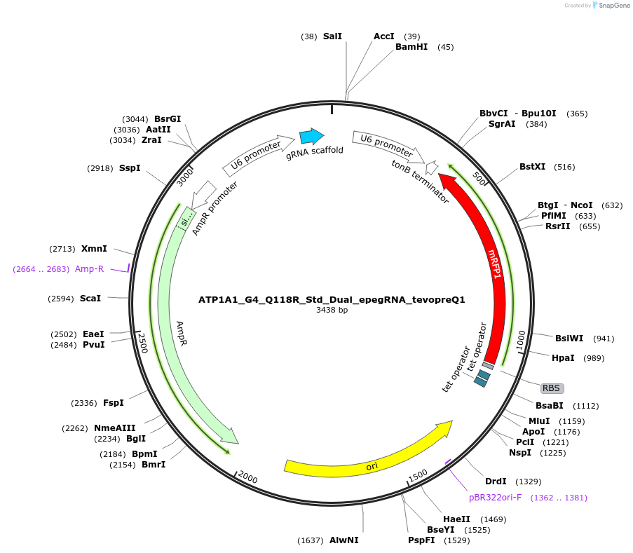 187454-plasmid-map-sequence-id-367517
