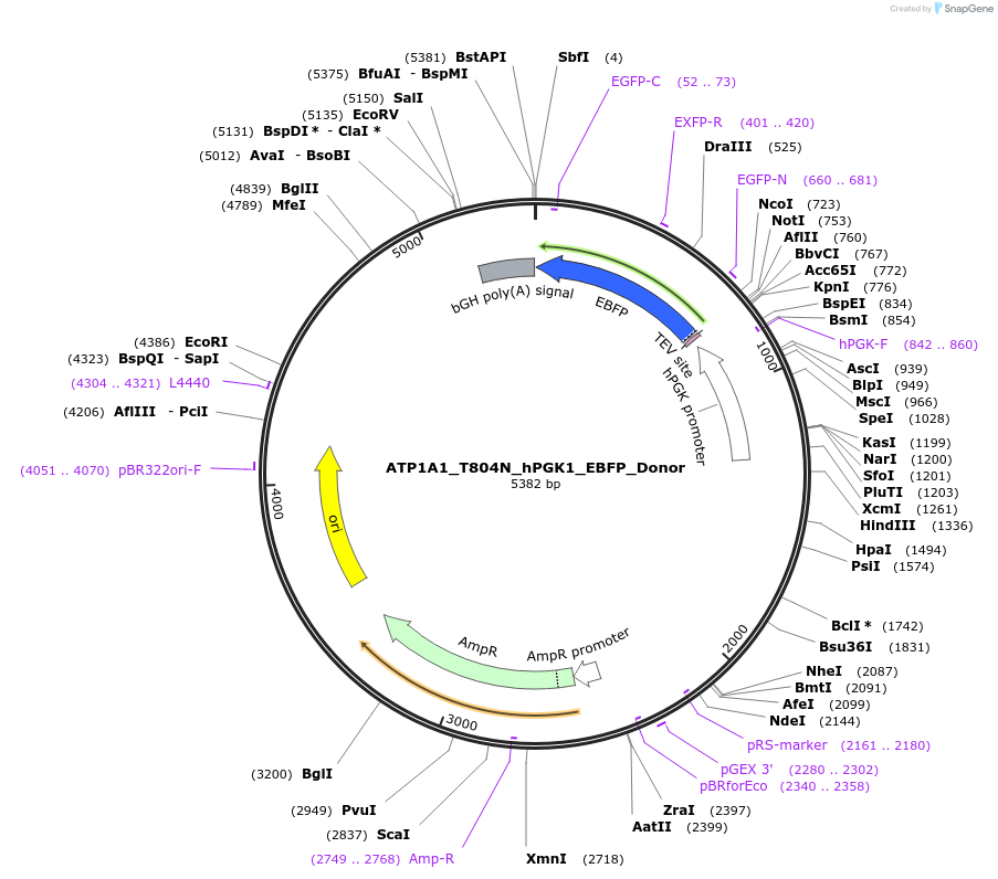 187455-plasmid-map-sequence-id-367518