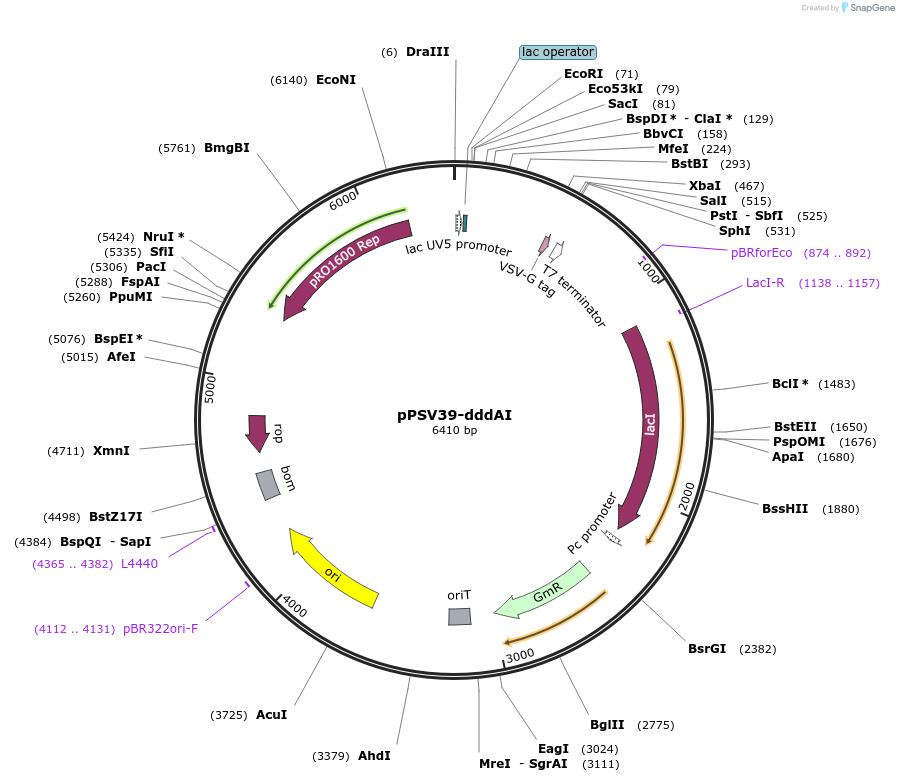 186557-plasmid-map-sequence-id-367521