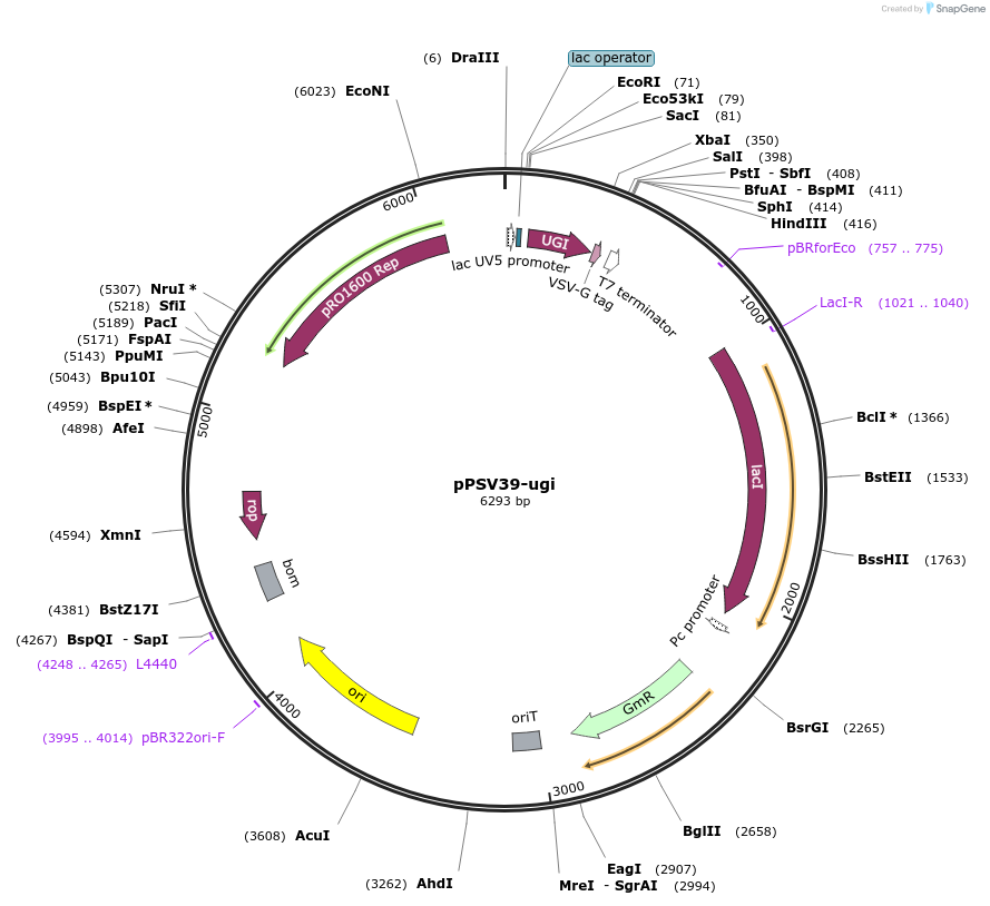 186556-plasmid-map-sequence-id-367522