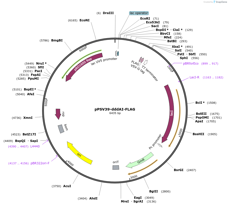186558-plasmid-map-sequence-id-367523