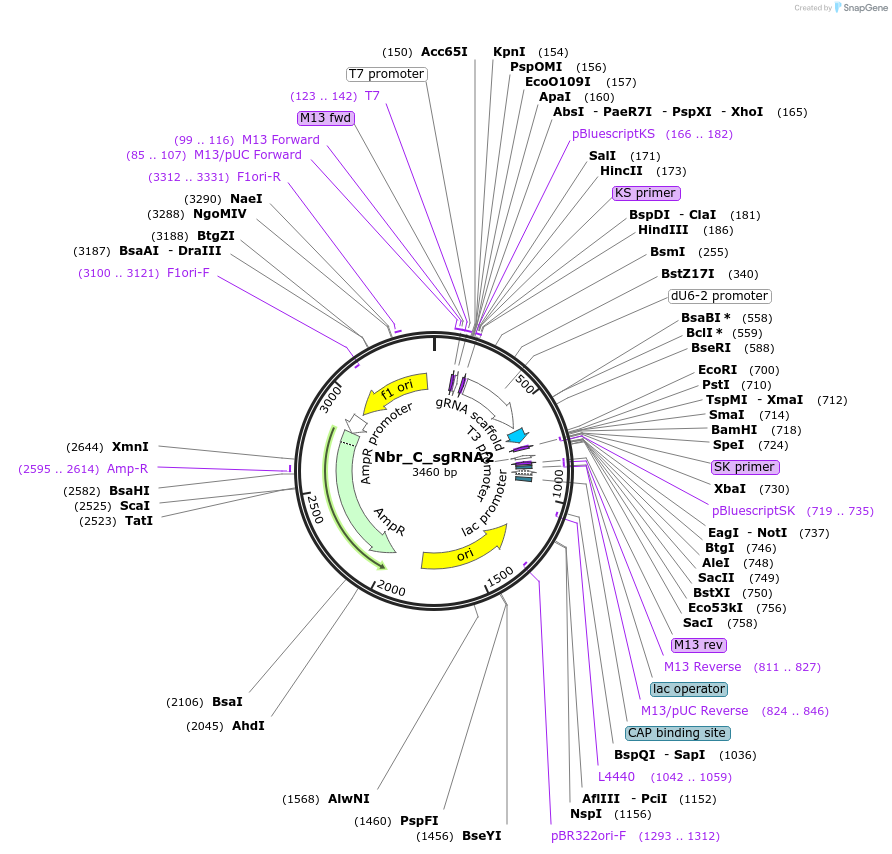 186664-plasmid-map-sequence-id-367531