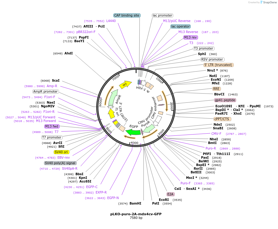 187053-plasmid-map-sequence-id-367532