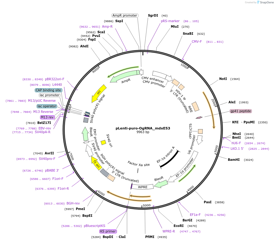 187054-plasmid-map-sequence-id-367533