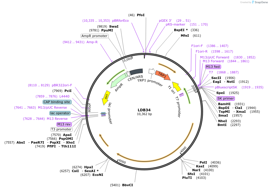 185431-plasmid-map-sequence-id-367534