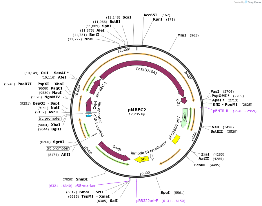 187596-plasmid-map-sequence-id-367535