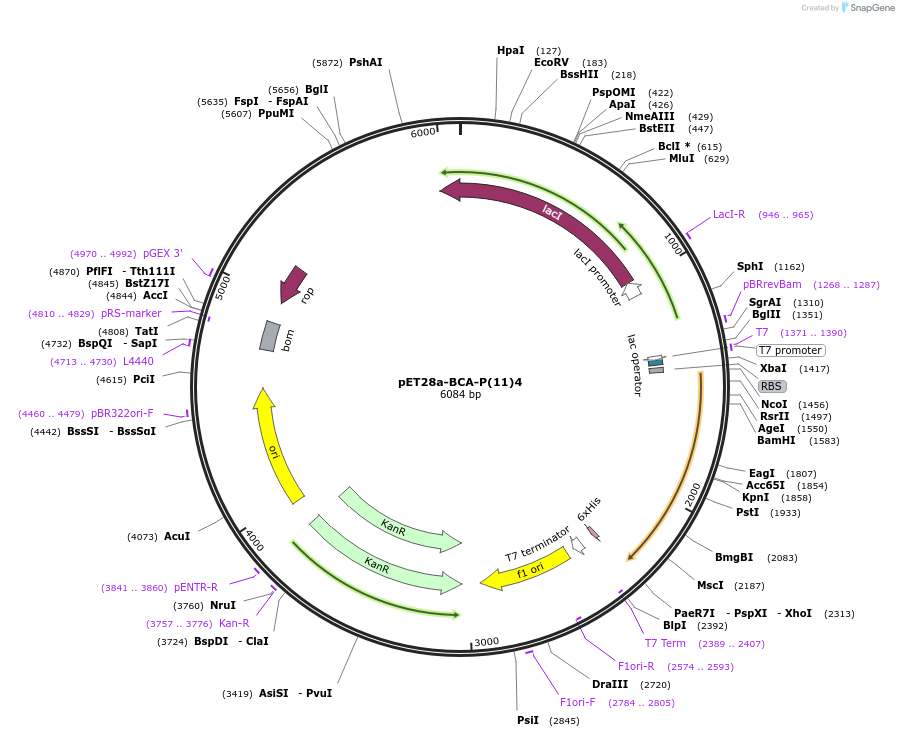 185780-plasmid-map-sequence-id-367536