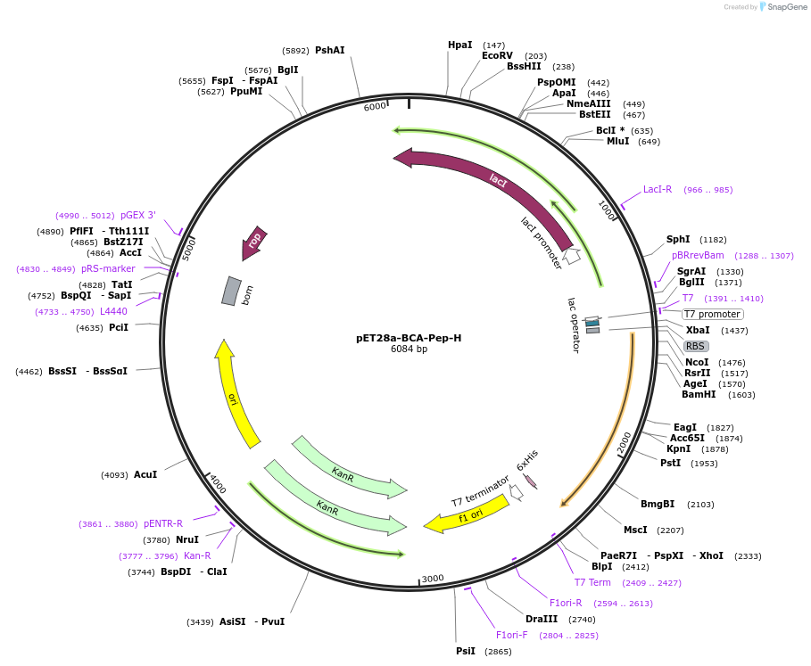 185782-plasmid-map-sequence-id-367538