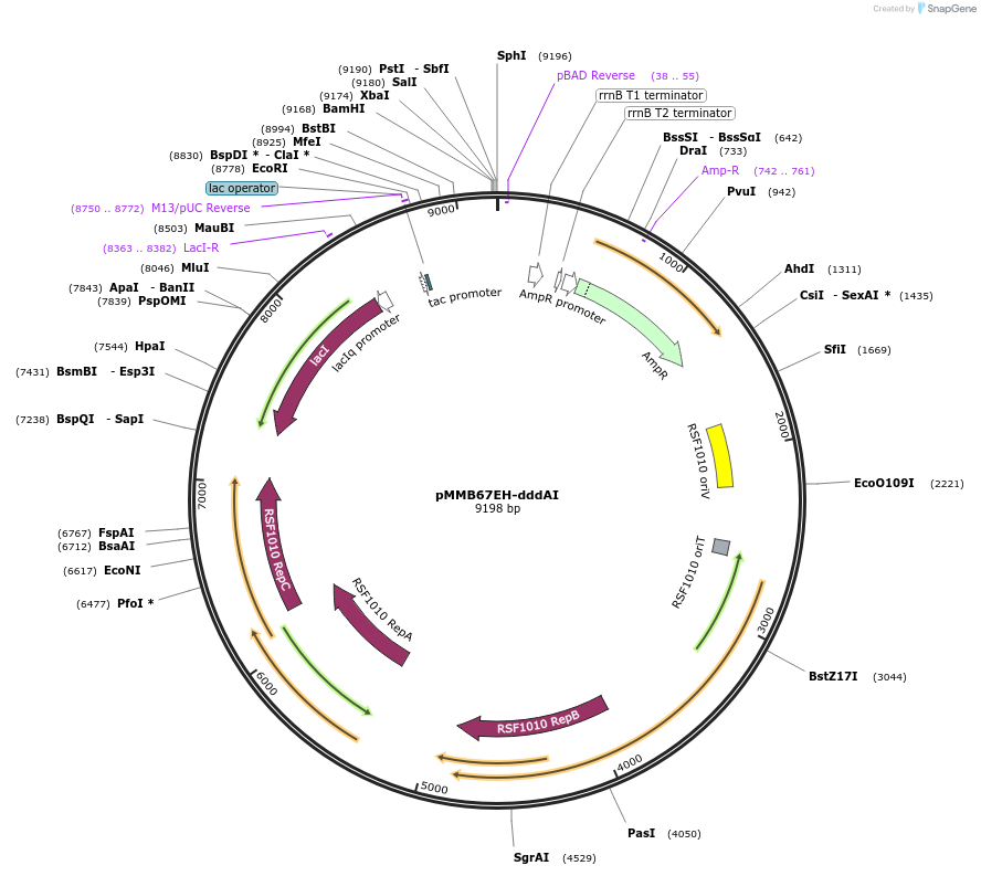 186559-plasmid-map-sequence-id-367543