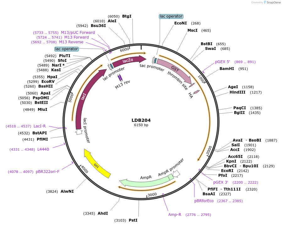 185426-plasmid-map-sequence-id-367544
