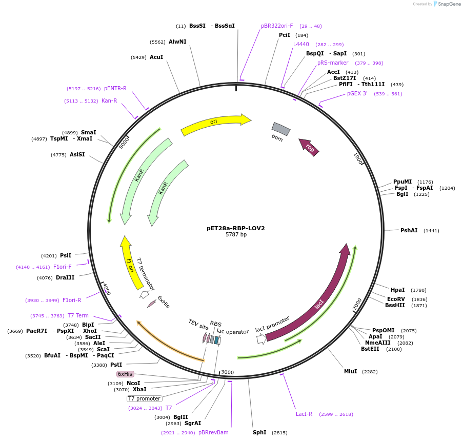 185792-plasmid-map-sequence-id-367546