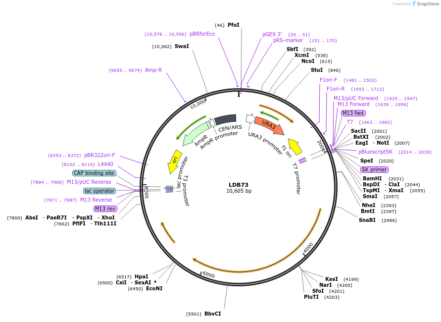 185437-plasmid-map-sequence-id-367548