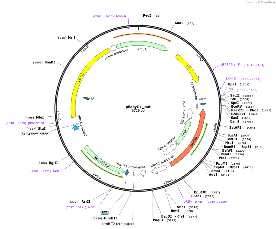 184911-plasmid-map-sequence-id-367561
