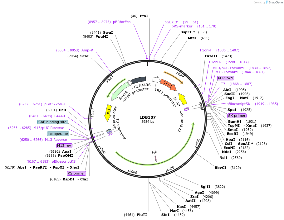 185423-plasmid-map-sequence-id-367566