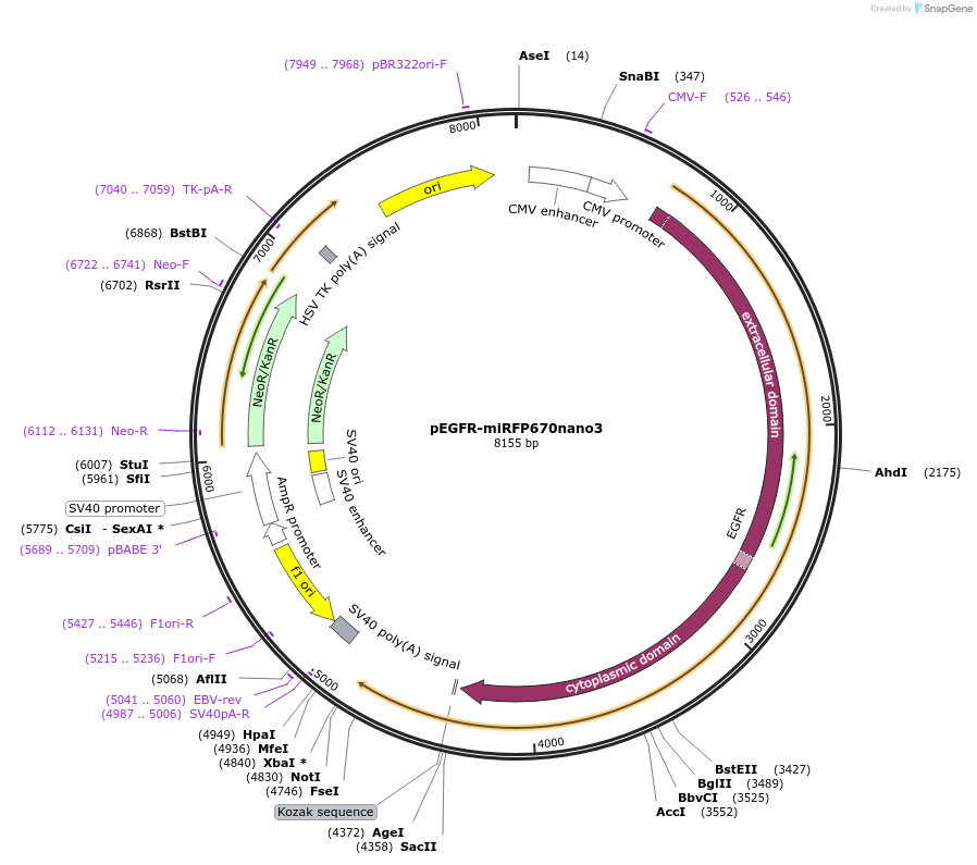 184673-plasmid-map-sequence-id-367576