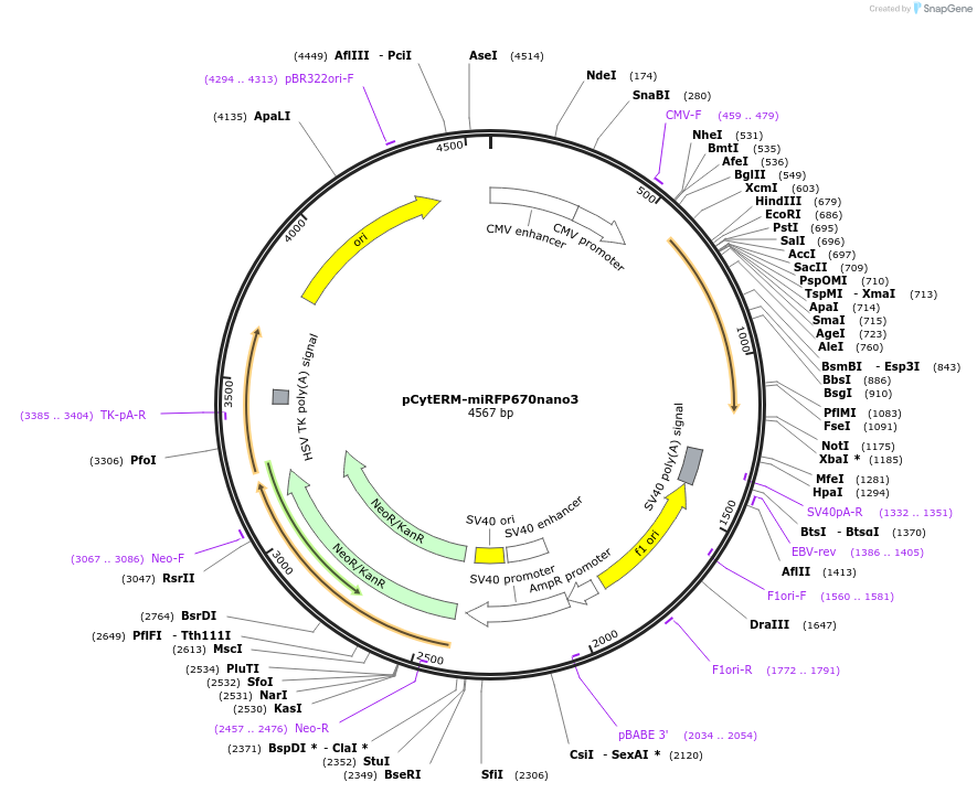 184674-plasmid-map-sequence-id-367577