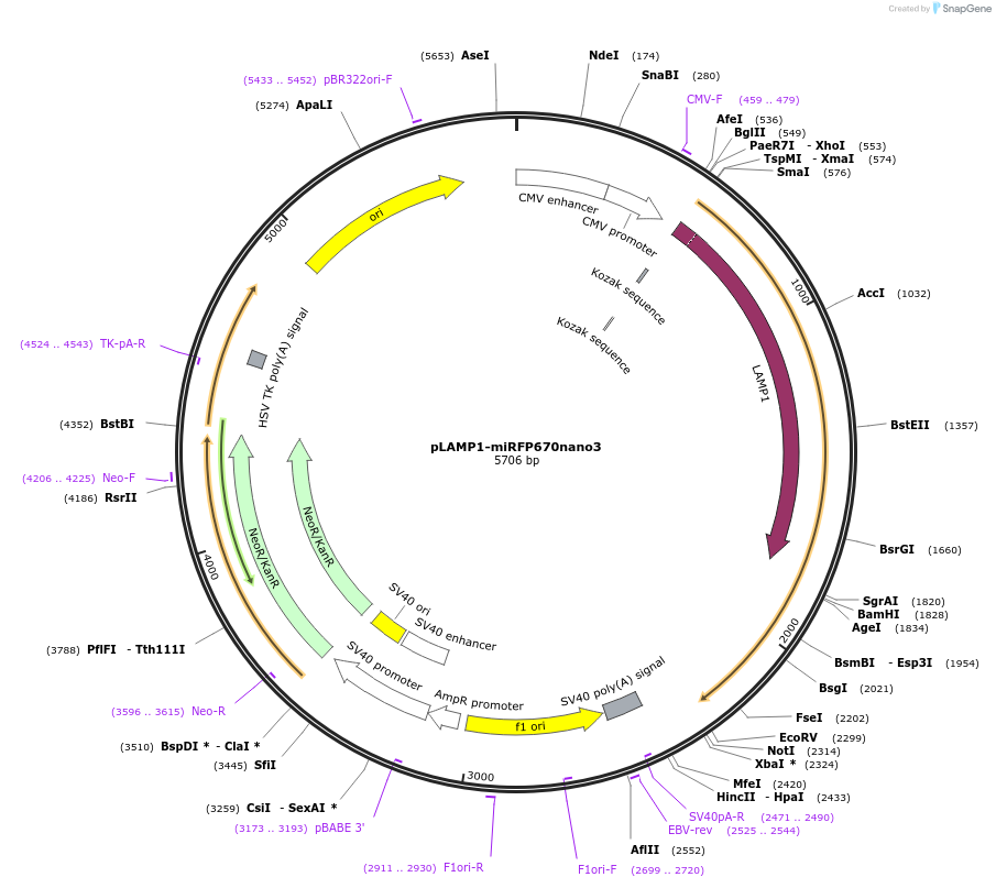 184669-plasmid-map-sequence-id-367579