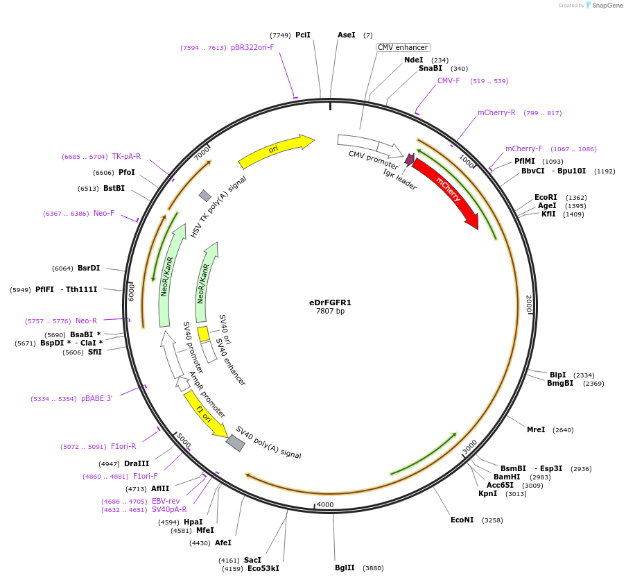 183994-plasmid-map-sequence-id-367688