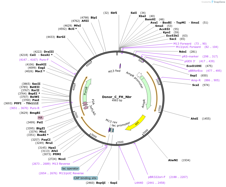 186662-plasmid-map-sequence-id-367690