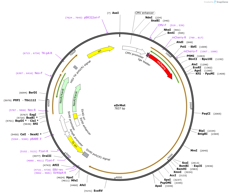 183999-plasmid-map-sequence-id-367691