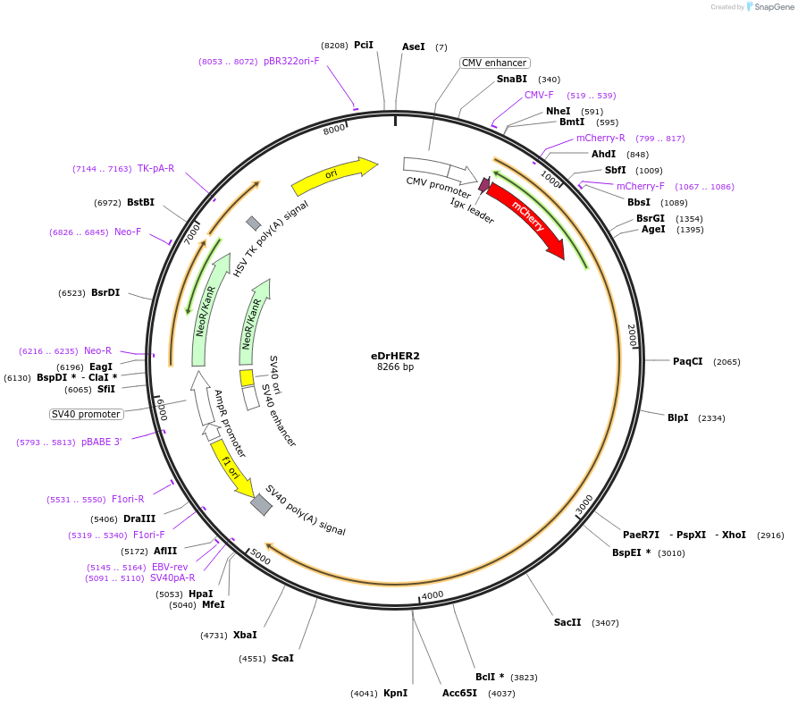 183995-plasmid-map-sequence-id-367693