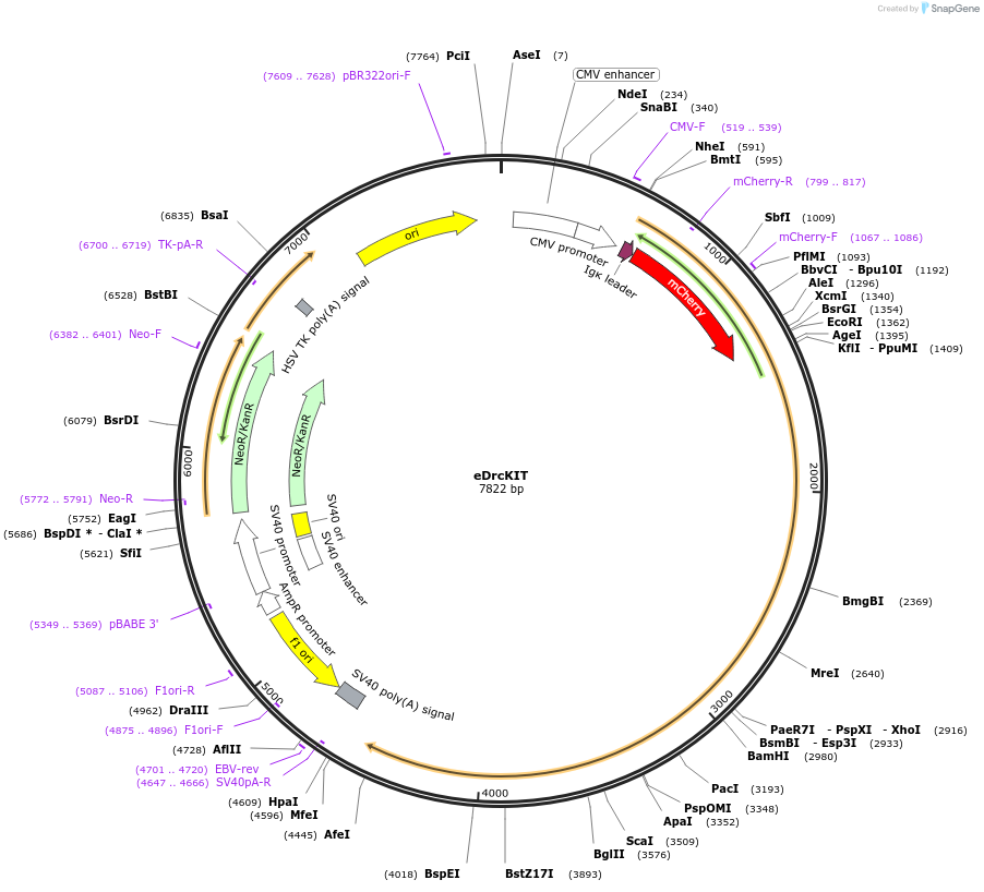 184001-plasmid-map-sequence-id-367721