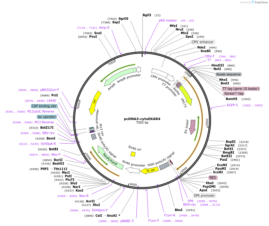 174438-plasmid-map-sequence-id-367724