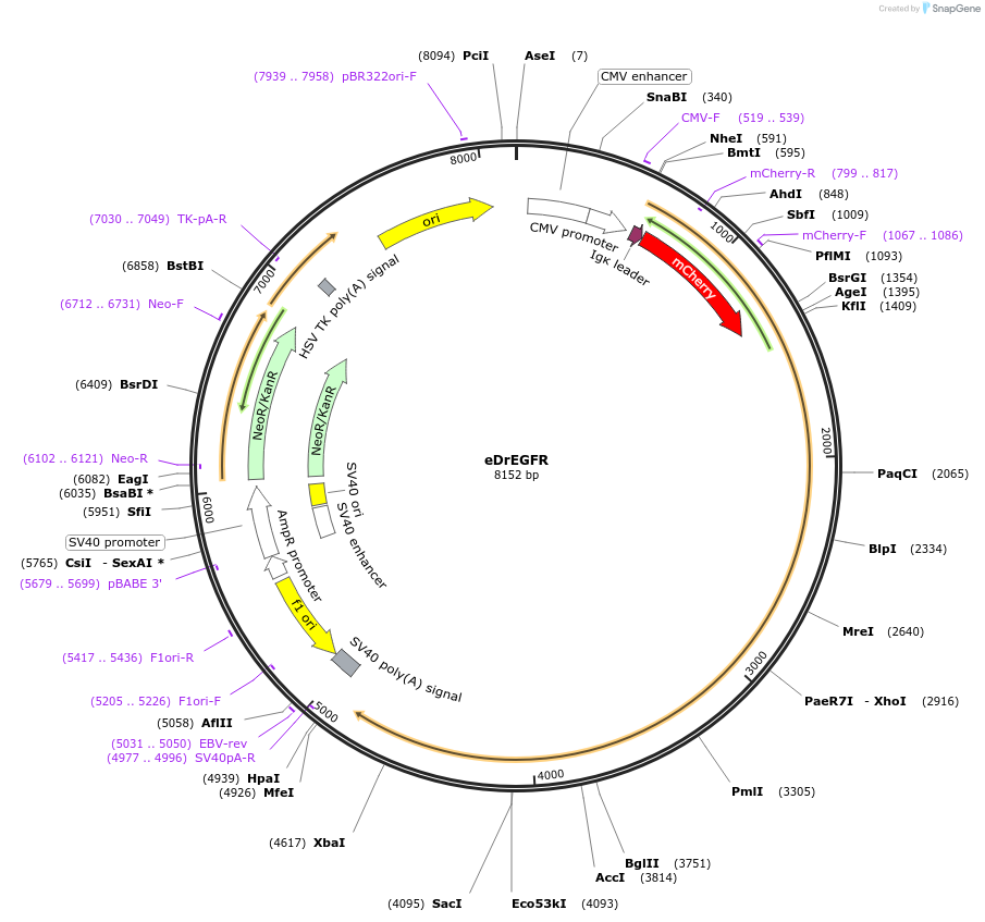 184000-plasmid-map-sequence-id-367726