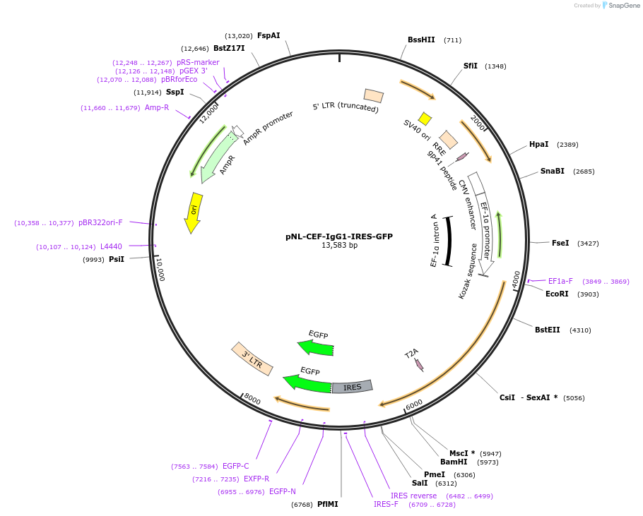 187008-plasmid-map-sequence-id-367749
