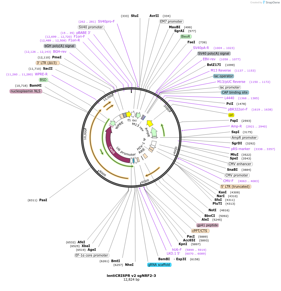 186838-plasmid-map-sequence-id-367766