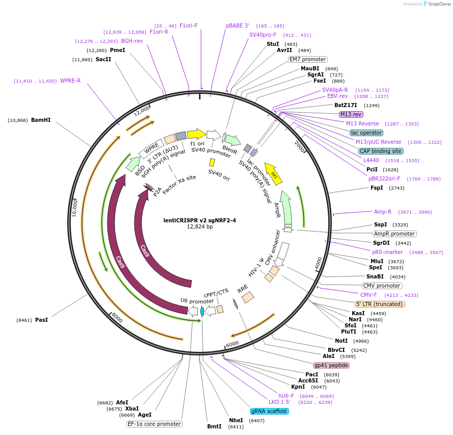 186839-plasmid-map-sequence-id-367767