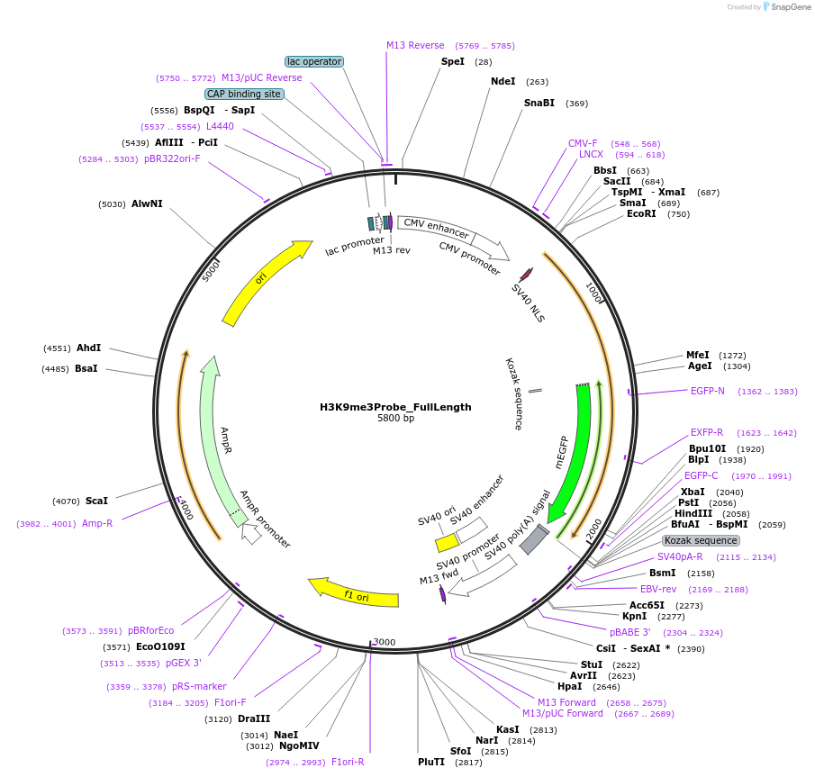 186463-plasmid-map-sequence-id-367772