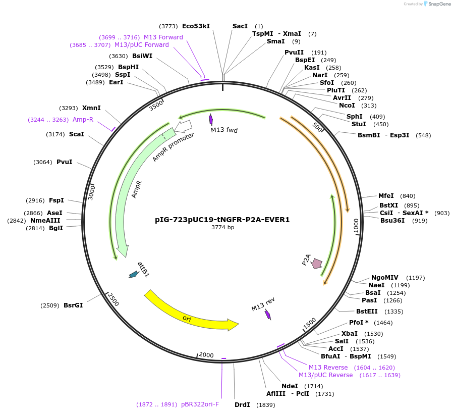 186088-plasmid-map-sequence-id-367775