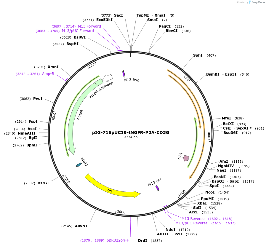 186090-plasmid-map-sequence-id-367777