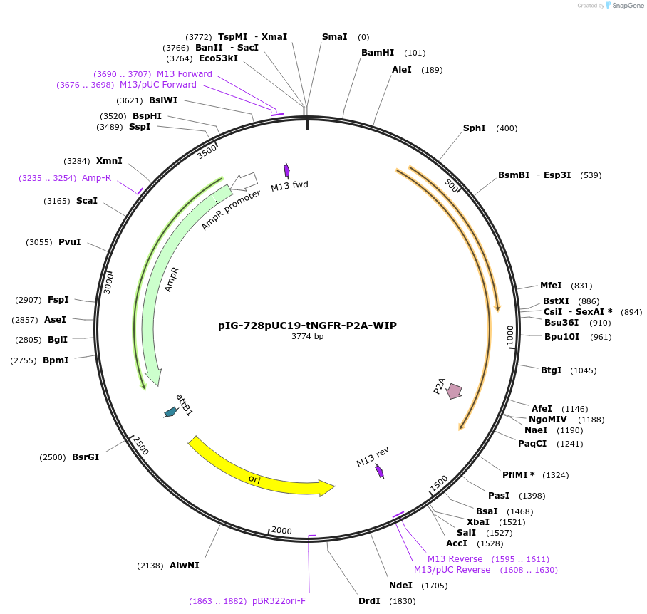 186094-plasmid-map-sequence-id-367781