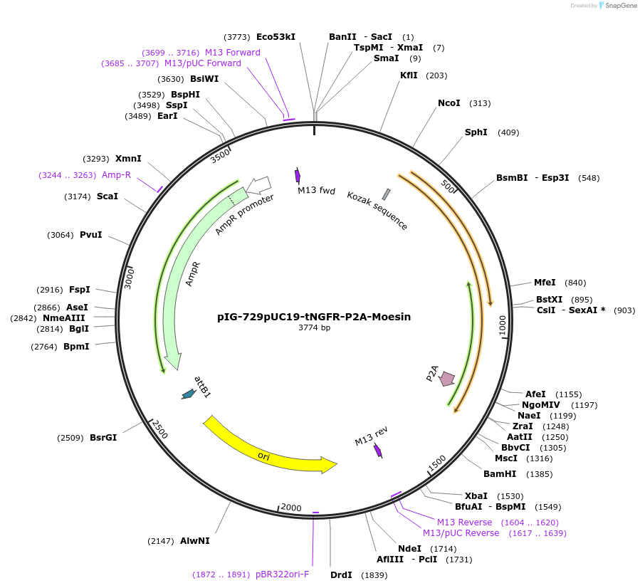 186095-plasmid-map-sequence-id-367782