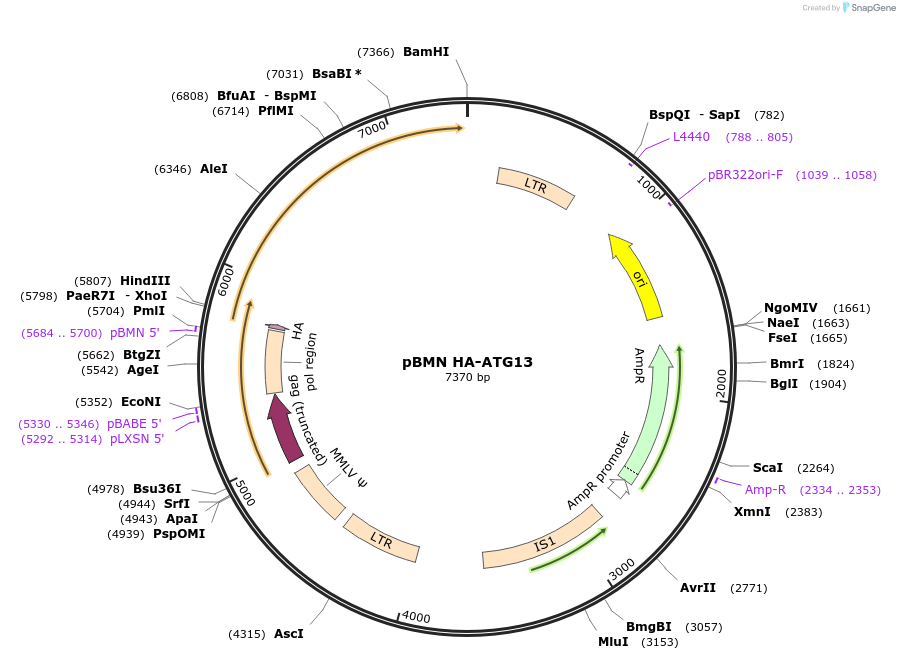 186223-plasmid-map-sequence-id-367783