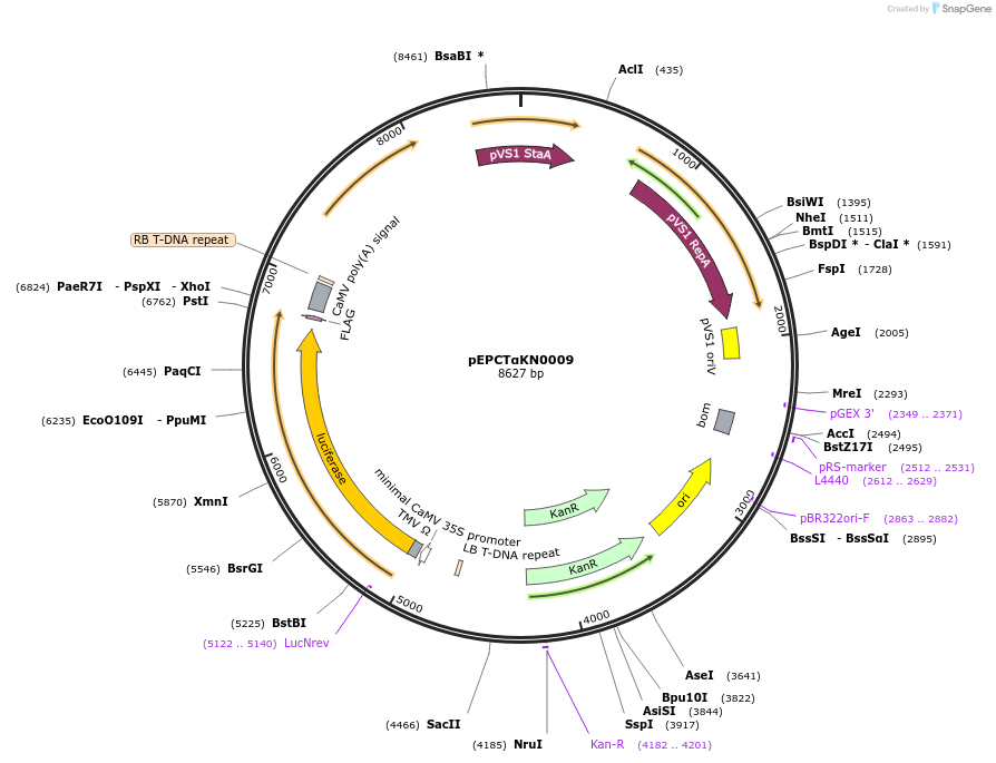 187563-plasmid-map-sequence-id-367785