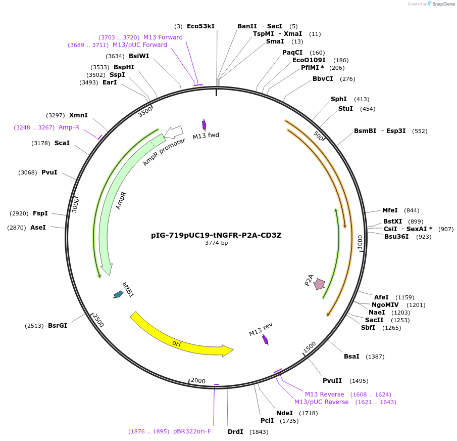 186098-plasmid-map-sequence-id-367788