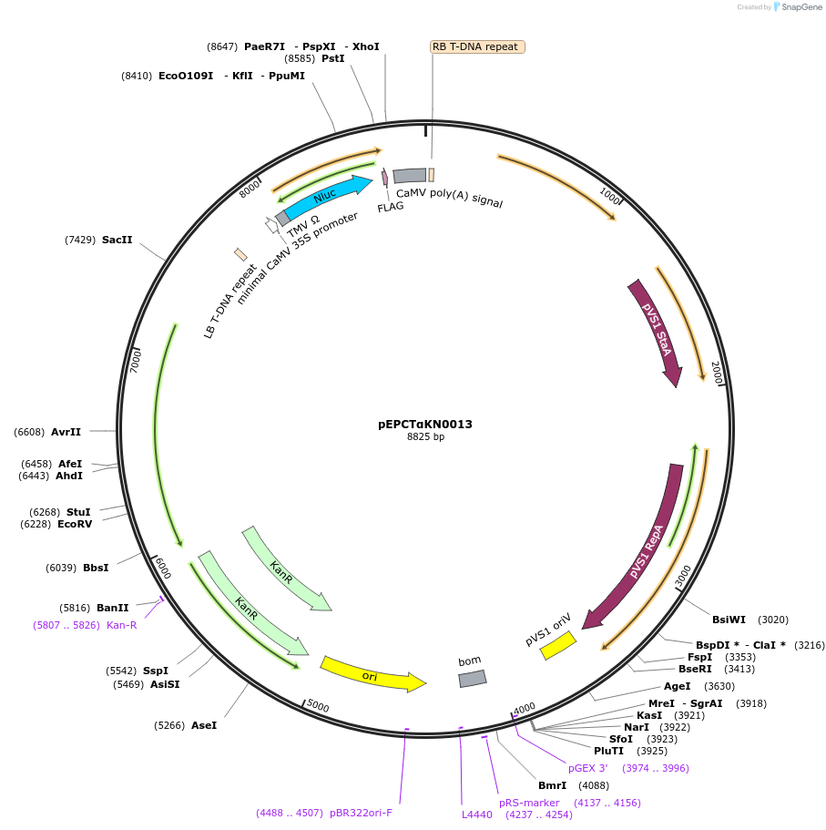 187564-plasmid-map-sequence-id-367789