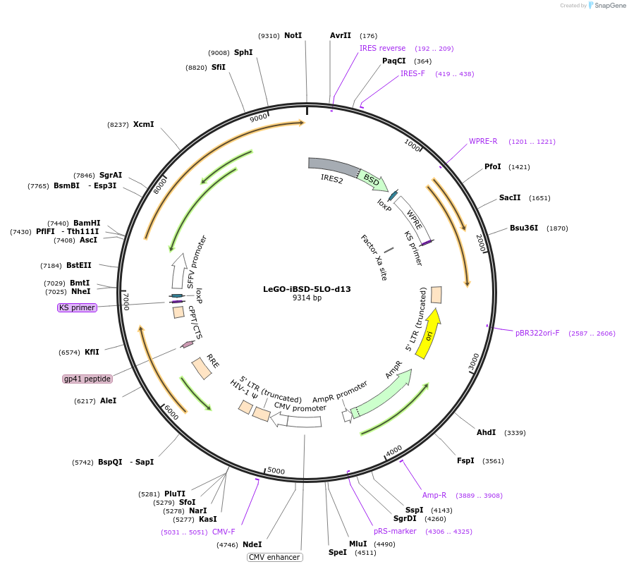 182745-plasmid-map-sequence-id-367797