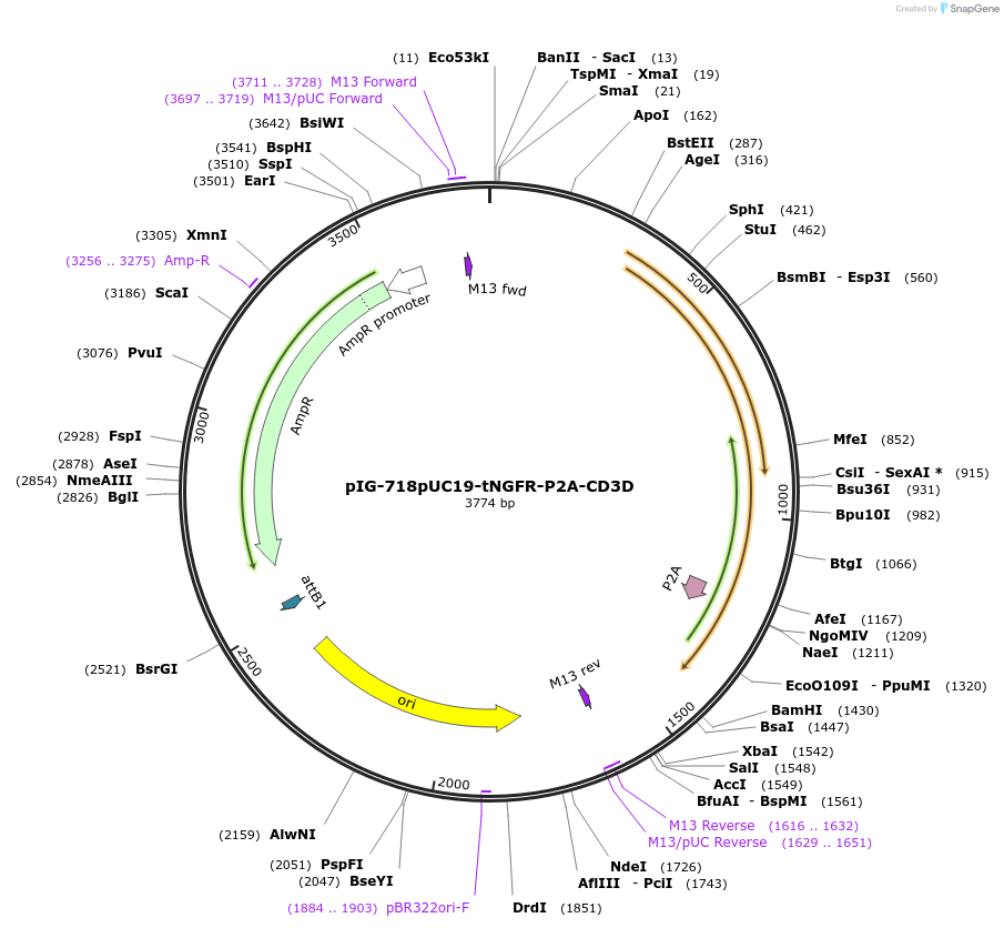 186100-plasmid-map-sequence-id-367798