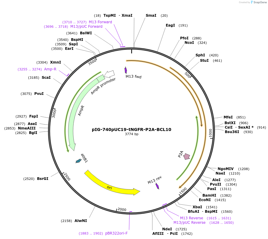 186101-plasmid-map-sequence-id-367799