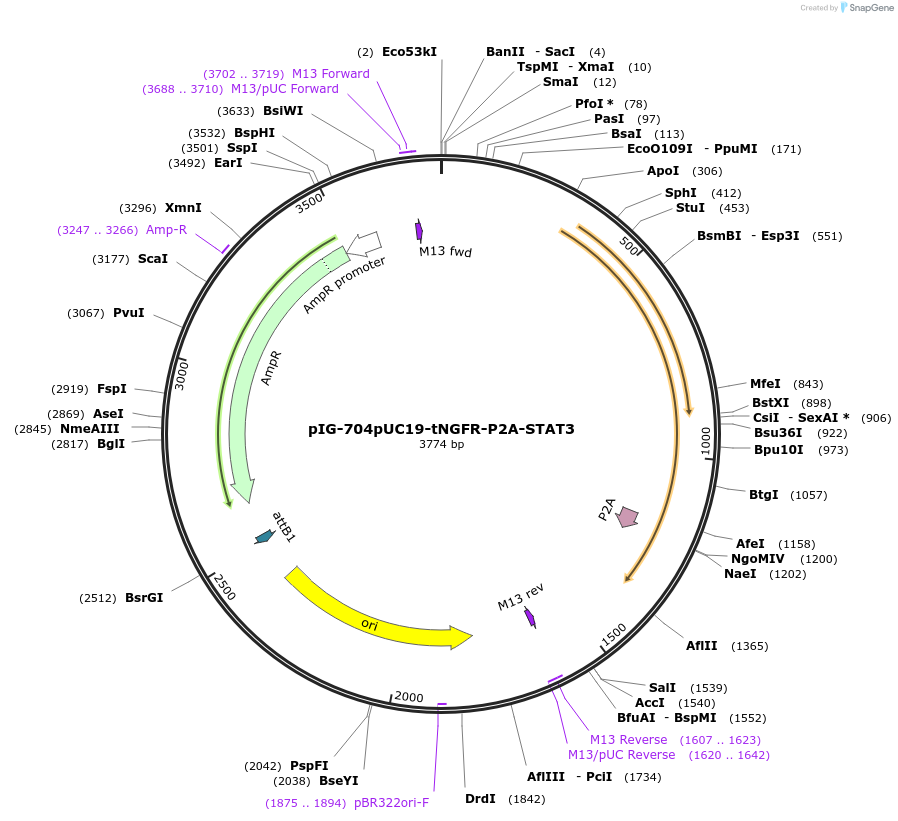 186102-plasmid-map-sequence-id-367802