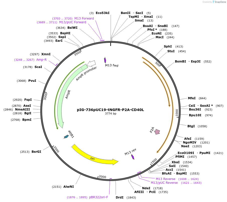 186104-plasmid-map-sequence-id-367806