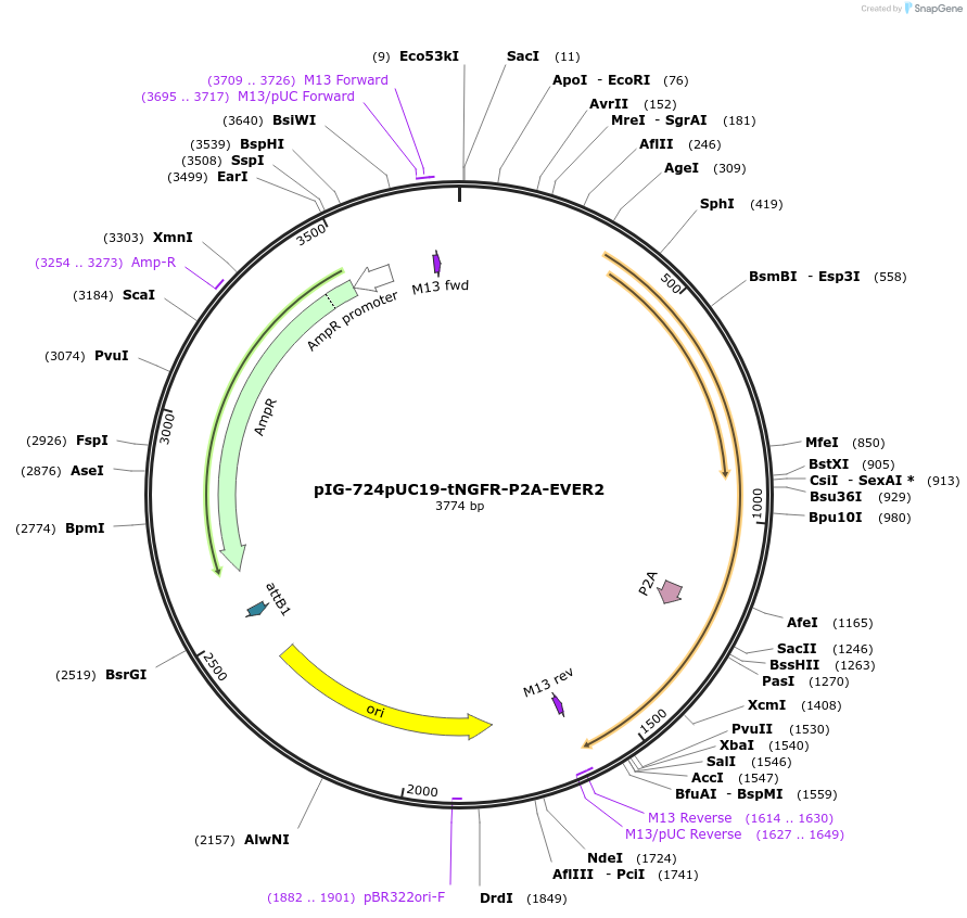 186105-plasmid-map-sequence-id-367807